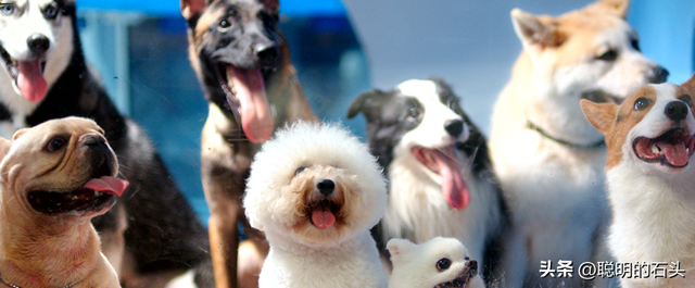 26部冷门狗狗电影清单|治愈打工人的深夜,毛孩子陪你哭笑与共