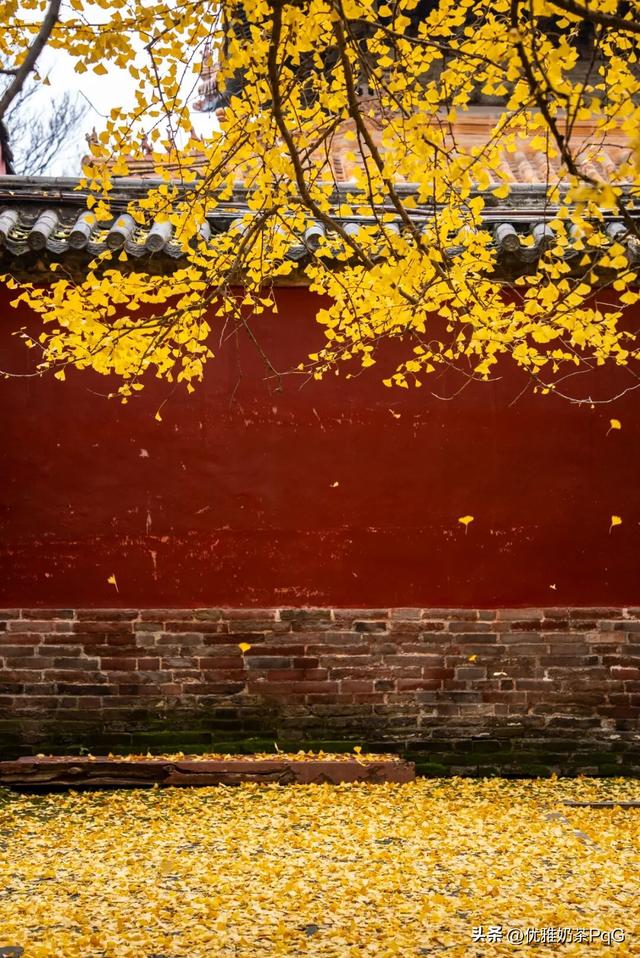 不卷秋景卷冬景！三孔景区的银杏，藏着最治愈的金黄秘境