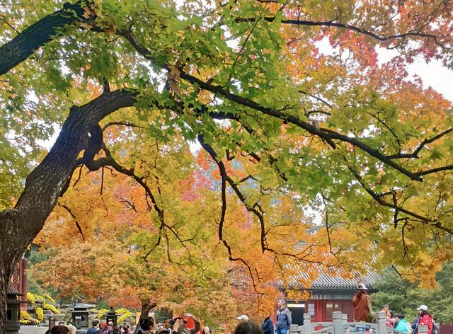 重阳香山行，红叶映初心