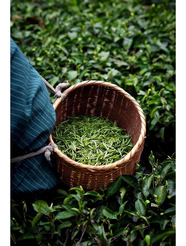 贵州湄潭：黔北高原上的茶香明珠