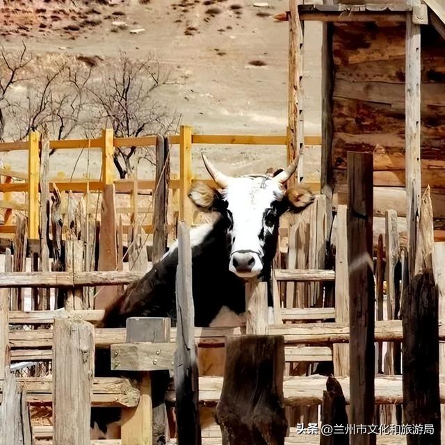 讲好金城故事，绽放讲解华彩~首届 “兰州水墨丹霞杯” 讲解员服务技能竞赛报名启动！