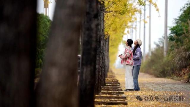 黄平旧州古镇银杏迎来最佳观赏期