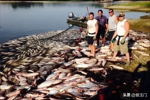 中国鲤鱼在美国“长成猪”，特朗普也坐不住了？真相更荒诞