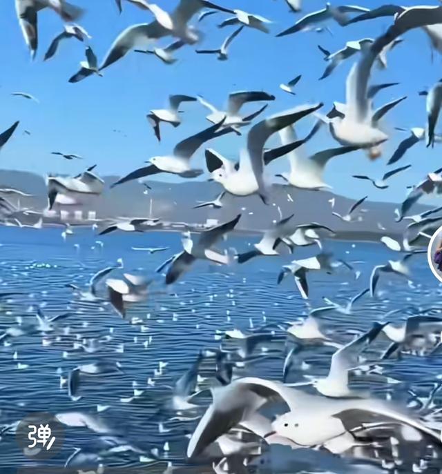 昆明11月一3月！滇池海鸥大军把大坝变成“人鸥狂欢现场”