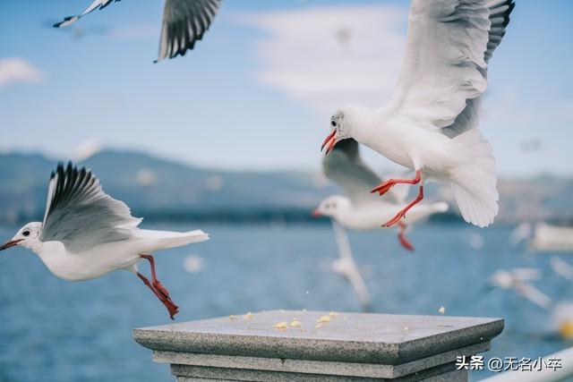 真的让人没想到，云南昆明这两个地方这么火爆还免费，游客这么多