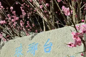 春花竞绽！西海岸赏春的正确打开方式→图片
