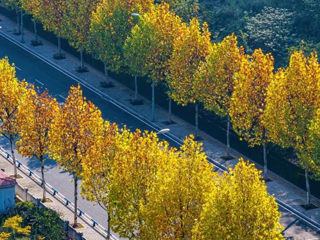 出片率100%！重庆梧桐进入最佳观赏期