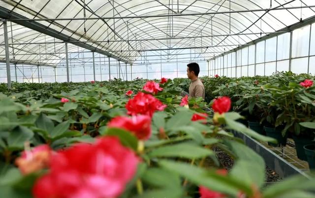 乡游黔中 · 百里杜鹃管理区 兴隆村丨秋色染杜鹃岭，山野果香醉清风