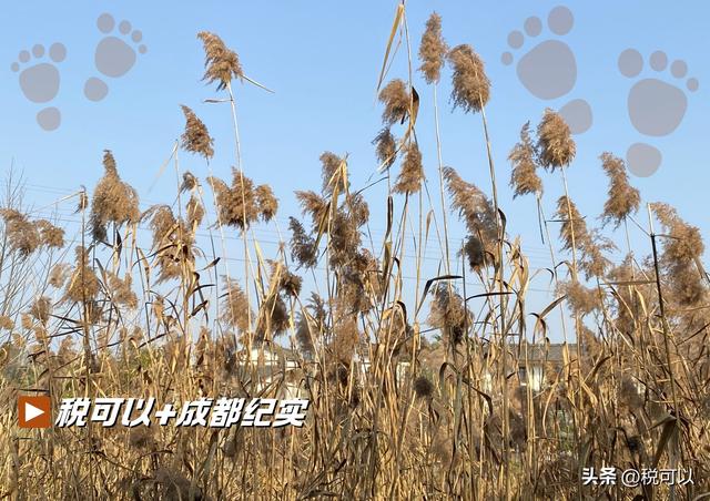 到温江幸福田园郊游，看乡村湿地美景，火车主题餐厅让人怀旧