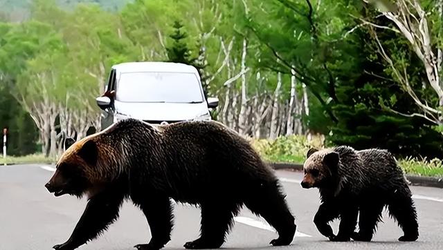 日本旺季变“杀局”， 又是熊袭又是停航 ， 这一波去旅游纯属找罪受
