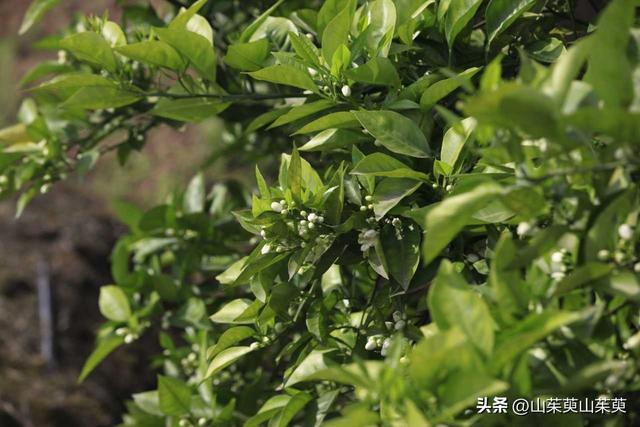 2023年春重庆探亲游（上篇）