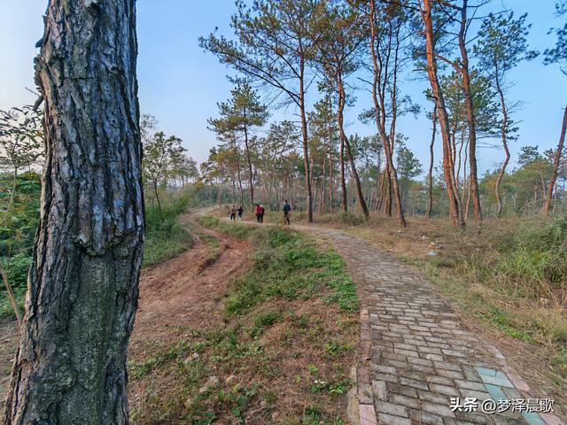 应城：有名店林场林荫步道 让你邂逅四季生态画卷