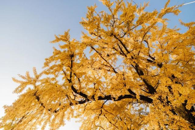 快来如皋打卡，错过就要等一年了🤩🤩🤩