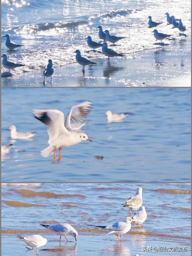 【乐游烟台】烟台蓬莱海鸥已到位，快来赴一场浪漫之旅！