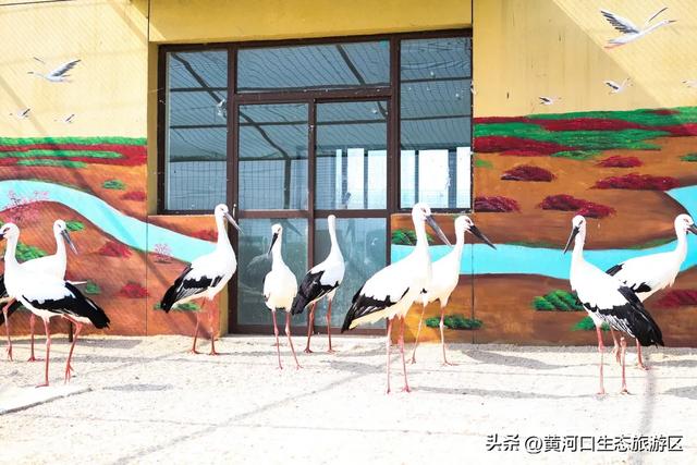 黄河口七夕漫游指南：与你赴一场湿地飞鸟与落日的浪漫之约