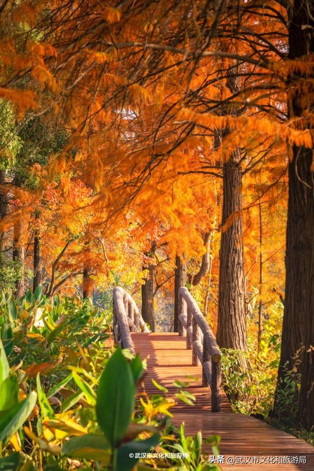 沙漠踏雪，只在武汉，最佳观赏期到了！