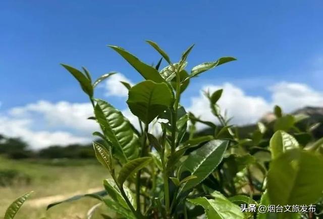 【乐游烟台】进来薅羊毛！烟台这些景区8月有优惠→