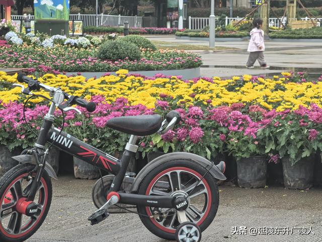 武进新天地公园菊花展 乡村田园风 今年又不同