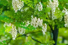 “阴树不进家门，进门财富散”，家里不要种5大阴树！你家有吗？图片