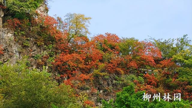 柳州市雀儿山“红”了！