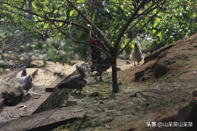 2023年春重庆探亲游（上篇）