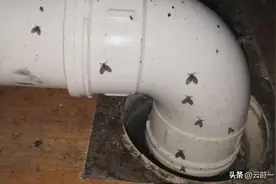 卫生间的小飞虫到底是啥？别看外表不起眼，但它的危害超出你想象图片