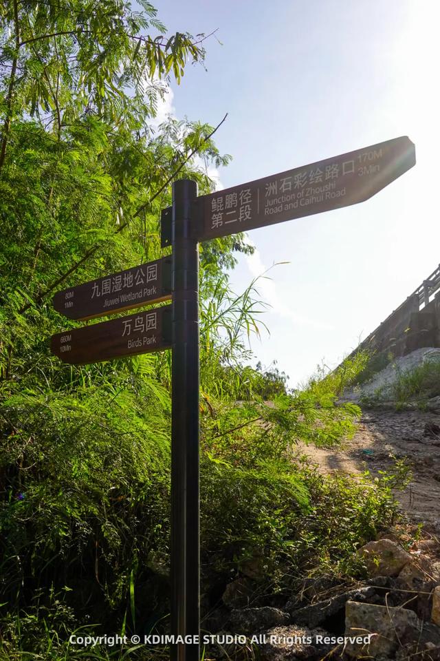 深圳秋日限定：三处落羽杉秘境，邂逅南国绚烂！