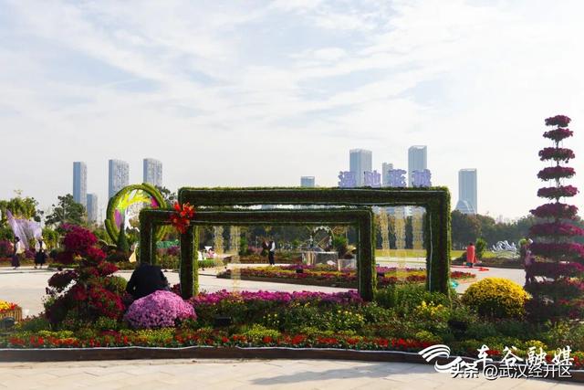 这个秋天，来武汉经开区共赴一场菊花之约