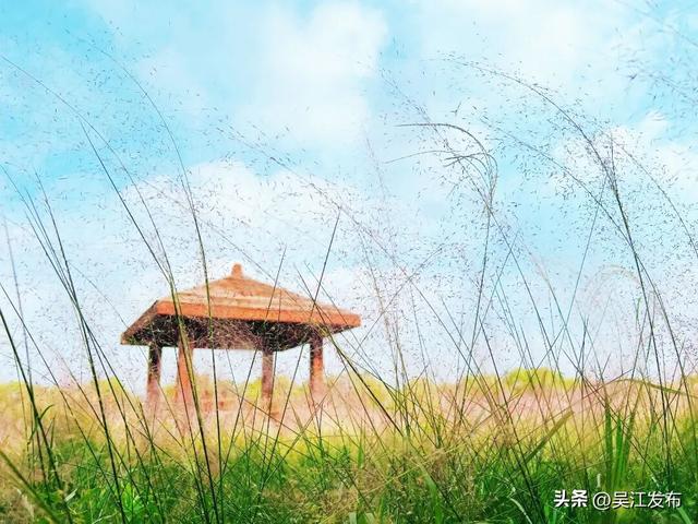 周末去打卡丨在吴江，赴一场粉色之约！