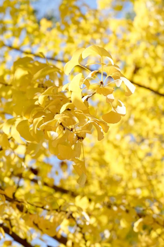 深秋的解放大道，安陆把最美的色彩泼给了它