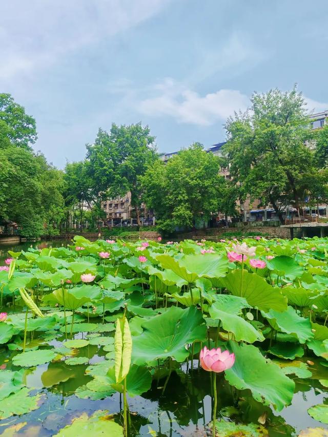 藕花深处棹歌远，江汉夏日荷风集