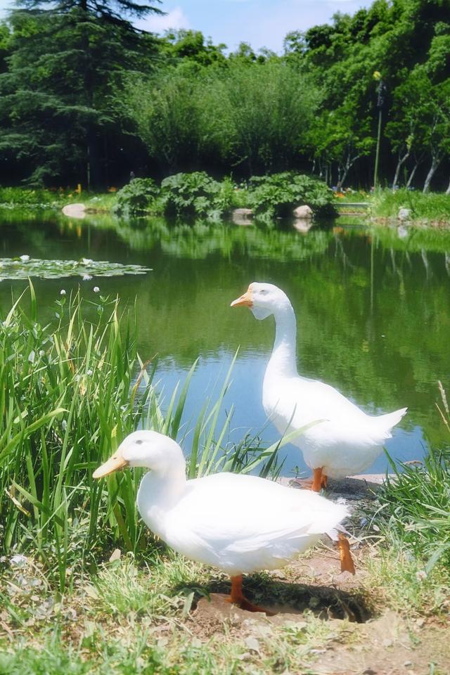 5元门票，漫步绿荫大道，追彼岸花开，我在科研所的食堂吃了顿饭