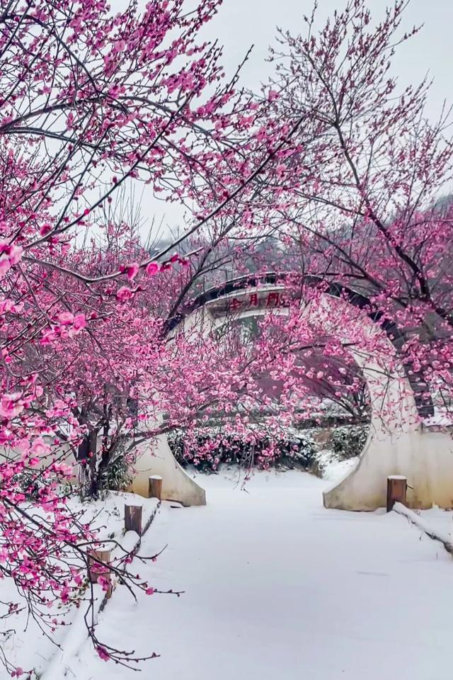 大寒至，雪满黄陂梅正香！