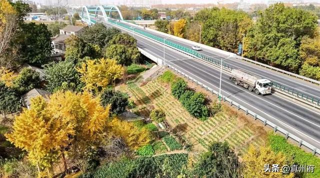 仪征这里的银杏美景醉全城