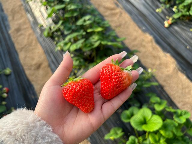 哈尔滨闫家岗农场“草莓仙子文化小镇”马上开业了