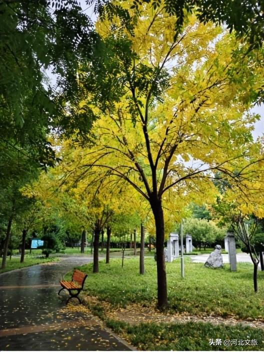 别错过！石家庄市城区赏秋最全指南，来啦→