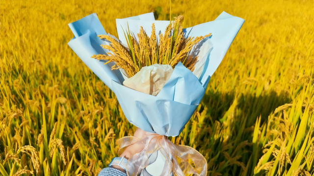 太仓顶流！稻田里的丰收狂欢，本周末必冲！