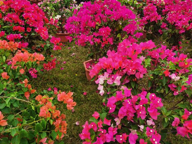 花漫鹏城，墟声鼎沸：2025深圳勒杜鹃赏花周首日走笔