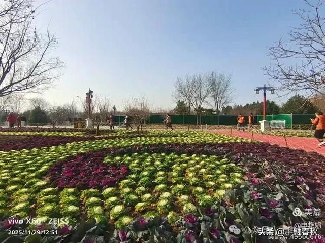 北京景山公园羽衣，冬园锦色｜申艳娟