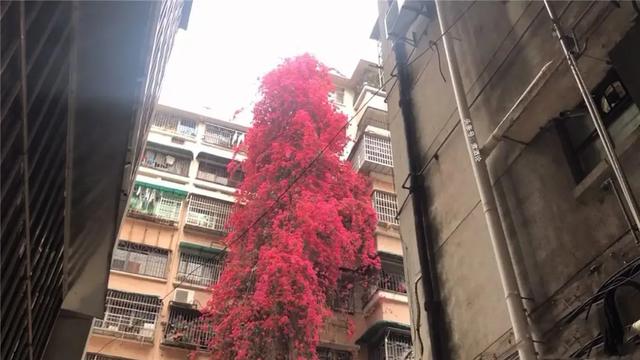 看，高27米“花瀑布”从楼顶倾泻而下！