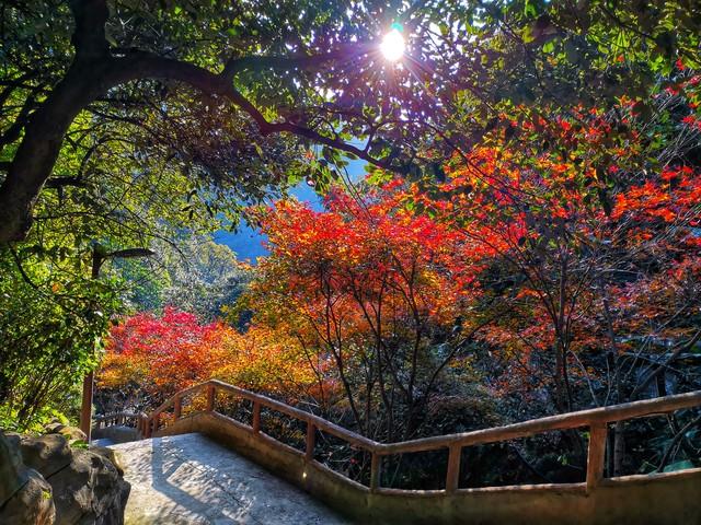 江西秋色藏不住！这8处红叶秘境惊艳了整个秋天！