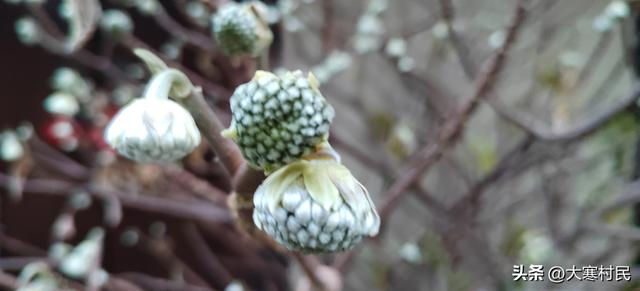 她姨的瓜子儿早饭
