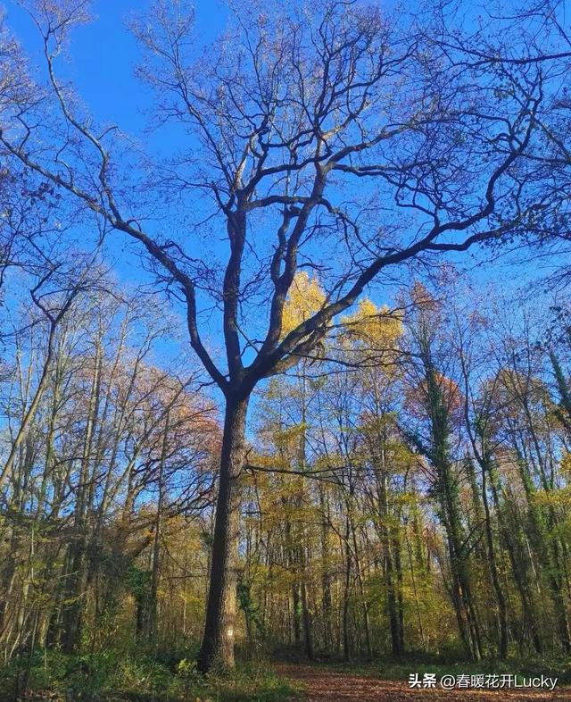 家门口的美景