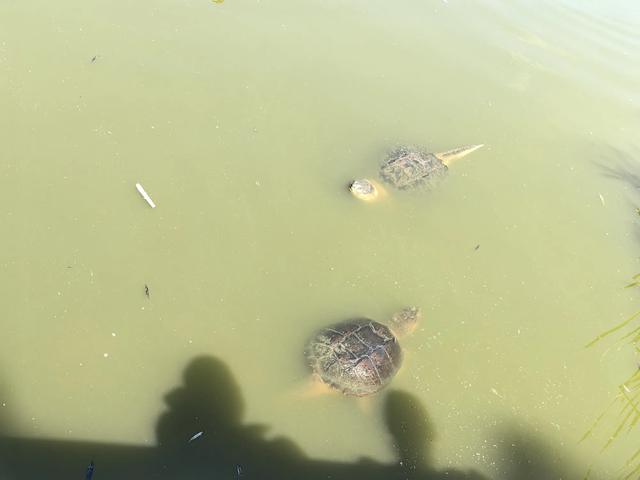 加拿大——我的境外旅游第七站（续五，多伦多步行篇）