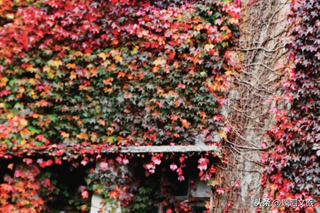 就在嵊山岛!多彩冬日,非拍不可了!