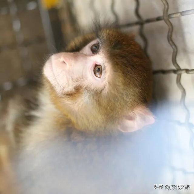 在保定，体验真实版“疯狂动物城”！