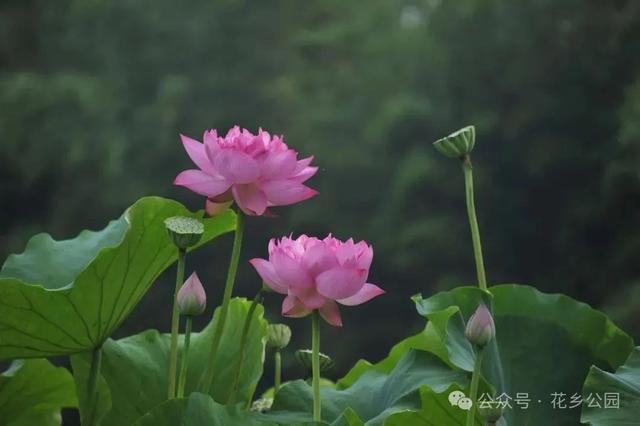这个暑假，丰台“游”点“不一样”（自然游乐篇）