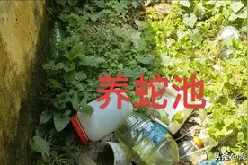 湖南永州农民养蛇场里惊现三种蛇的克星图片