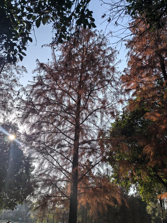 南京老山郊野一日徒步，从狮子岭兜率寺到汤泉惠济寺