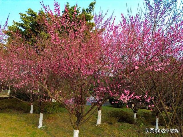 冬日暖阳哪里玩 达城多地梅花怒放迎客来